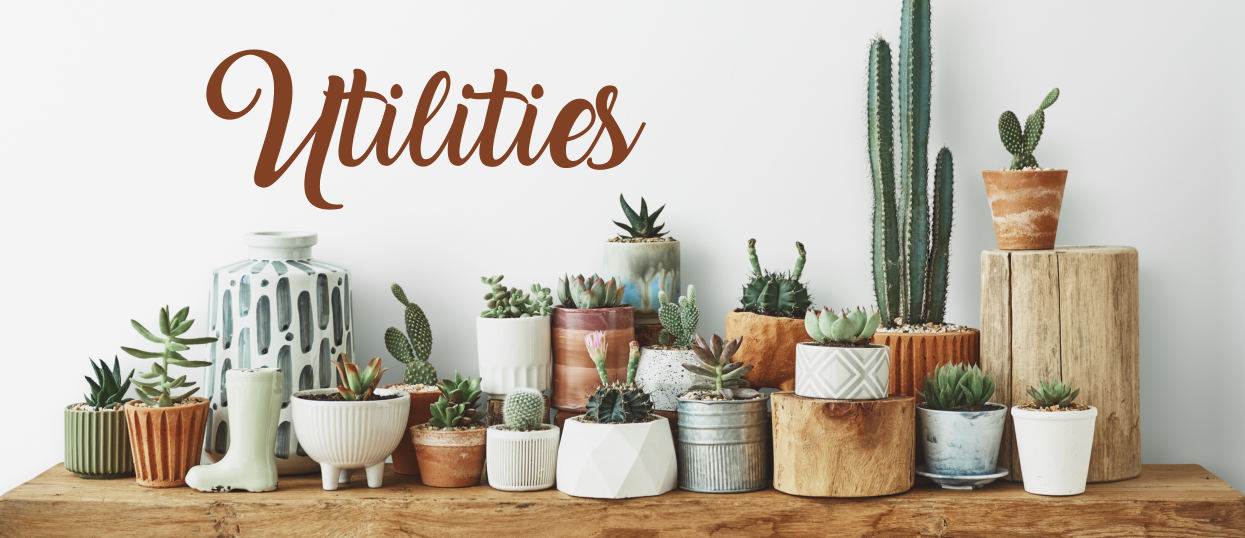 Variety of cacti and succulents for home decor