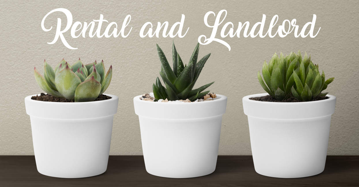 Succulent plants in white pots