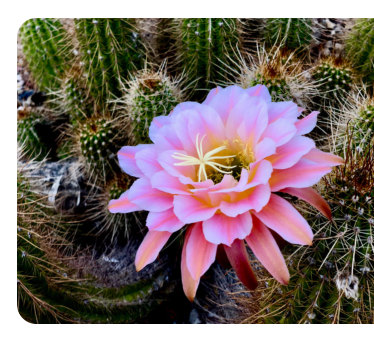 cactus flower